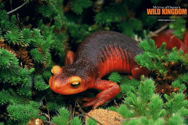 A bright reptile on the green grass