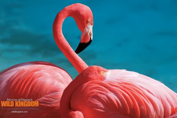 Pink flamingo on a blue background