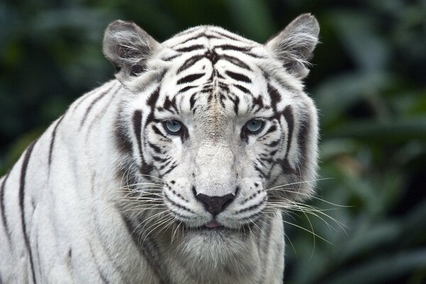 White tiger with blue eyes