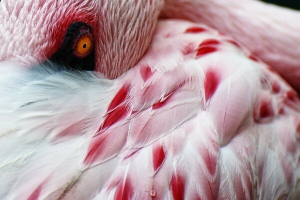 Retrato de um flamingo rosa na natureza