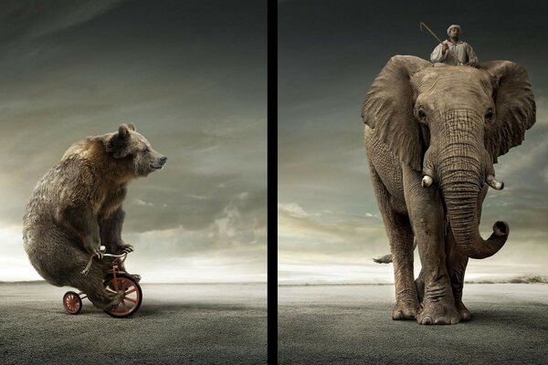 A bear on a bicycle and a big elephant