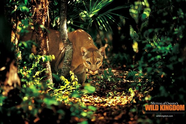 The tigress comes out of the dense forest