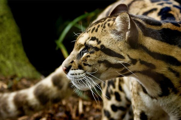 Los felinos son una de las hermosas subespecies de vida silvestre