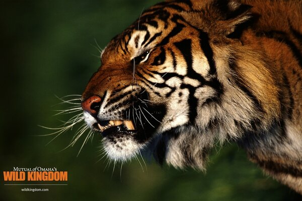 Der Tiger wird in der Natur gesteint