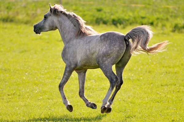 A zealous horse in the green expanses