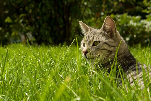 Animal gato hierba naturaleza