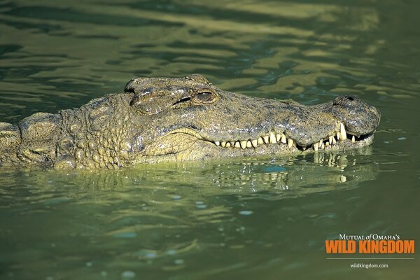 Portrait of a floating green crocodile