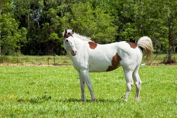 Un cheval tacheté se promène dans une ferme