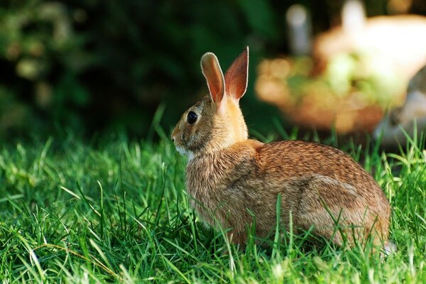 Rusak, white, oblique... To you, I m just a hare