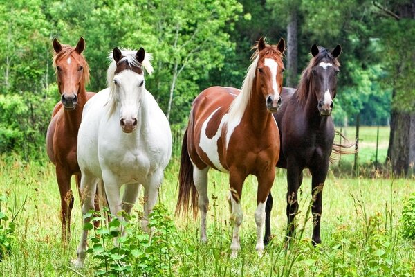 Four stallions on the green grass