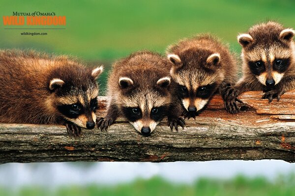 Baby raccoons waiting for a miracle