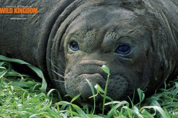 Un animale sull erba si riposa dalla fauna selvatica