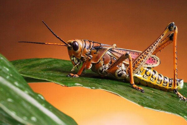 A grasshopper on a green leaf. Microcosm. Nature