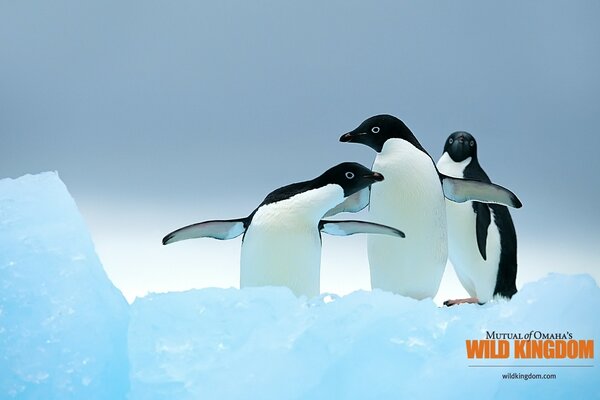 Três pinguins na neve