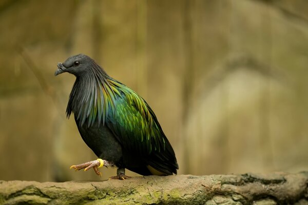 Oiseau de la faune avec anneau