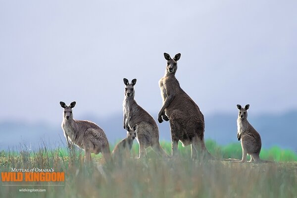 Lubotny review funny kangaroos