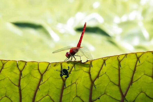 A dragonfly insect stands on a leaf