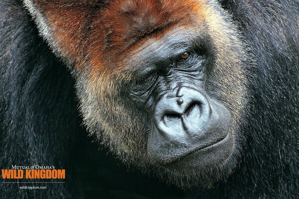 Puissant King Kong gorille