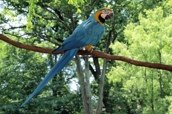 A parrot on a tree branch