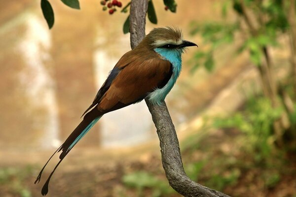 Pájaro exótico en el bosque de primavera