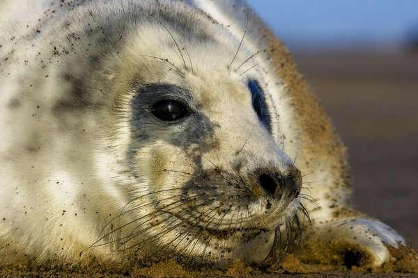 A mammal resting on a sandy beach