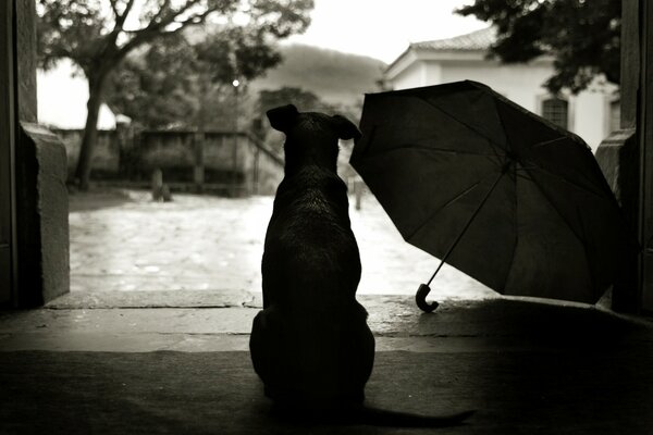 Cão vigia a rua perto do guarda-chuva