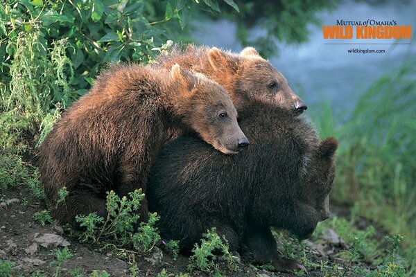 Three bears are resting outdoors