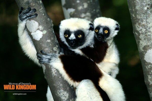 Famiglia di lemuri selvatici in posa
