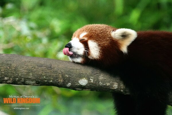 Animales salvajes al aire libre