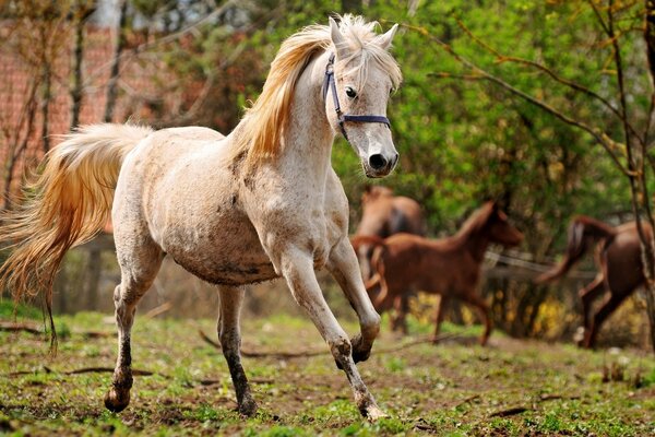 A white horse runs through the forest