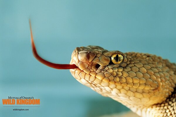 Scaly snake head with tongue sticking out