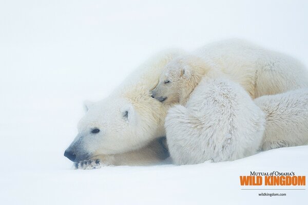 Winter is frosty and polar bears, they are animals