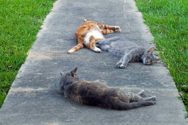 Gatos preguiçosos no caminho