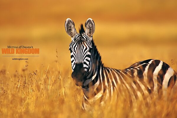 In summer, a beautiful zebra is in the steppe