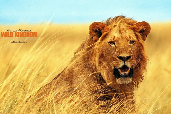 The lion is sitting in the tall grass