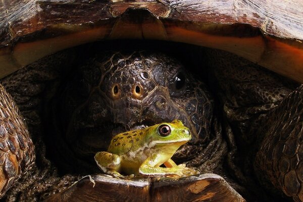 Eine große Schildkröte und ein kleiner Frosch