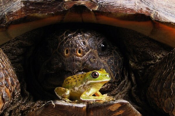 大乌龟和小青蛙