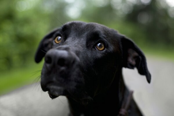 Mignon aux yeux bruns chiot noir