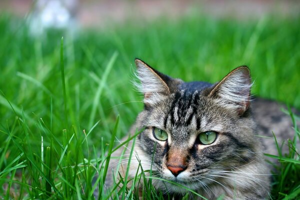 可爱的猫躺在草地上