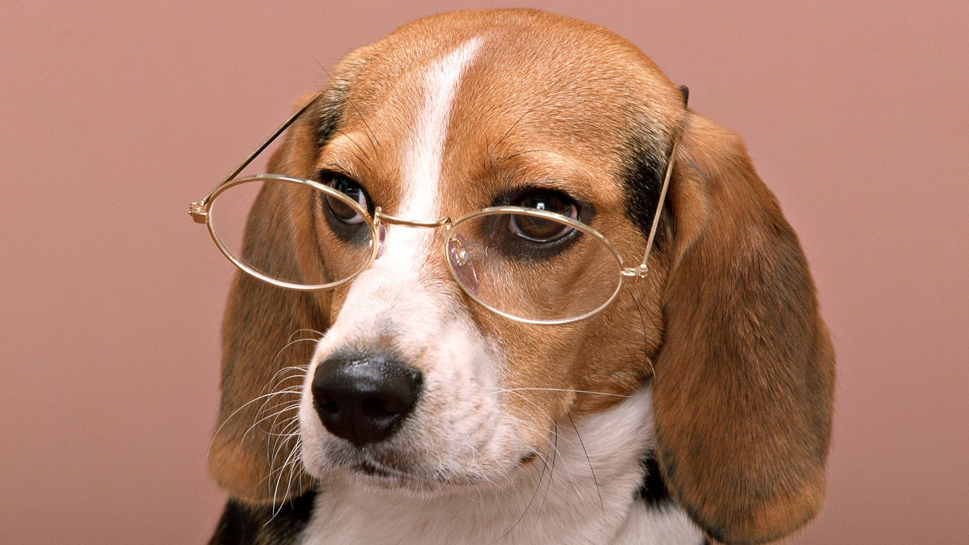 крутые собаки в очках без смс