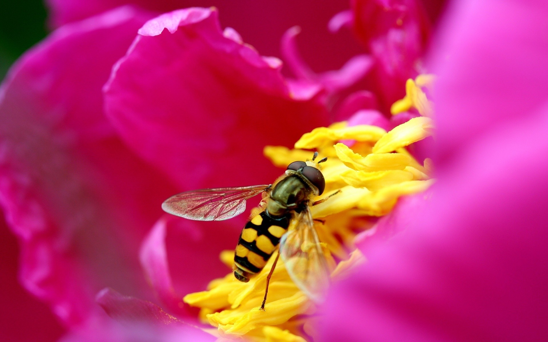 insects flower nature insect pollen garden summer color bee close-up flora petal outdoors close beautiful fly leaf blur bright