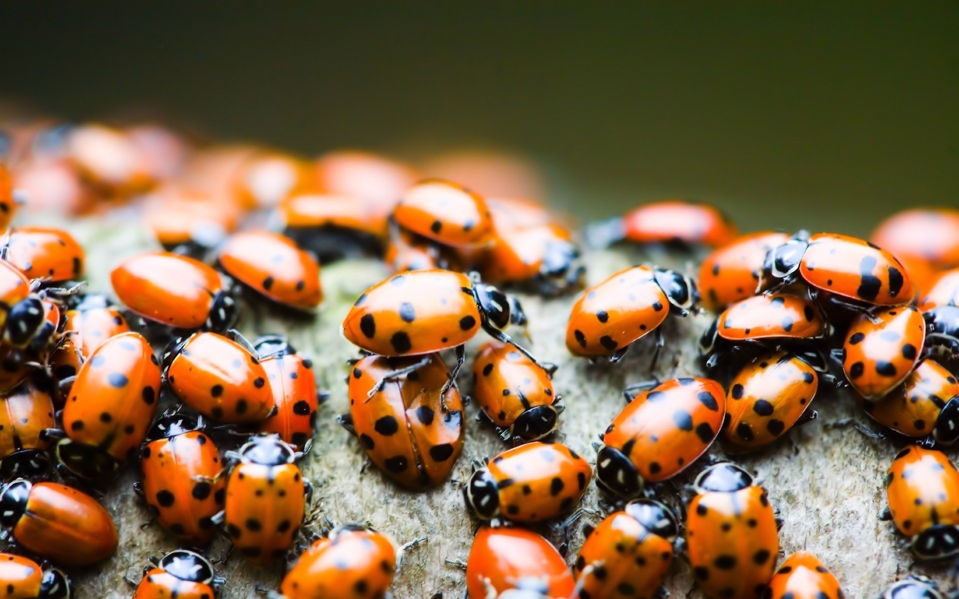 insectes coccinelle insecte scarabée biologie faune peu invertébrés nature minuscule animal beaucoup zoologie