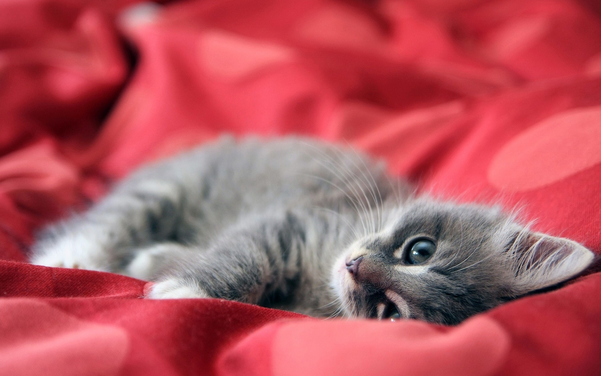 gatos gato sono fofa gatinho animal de estimação animal pele doméstico pequeno mamífero retrato bebê olho bigode jovem adorável para baixo cama solteiro