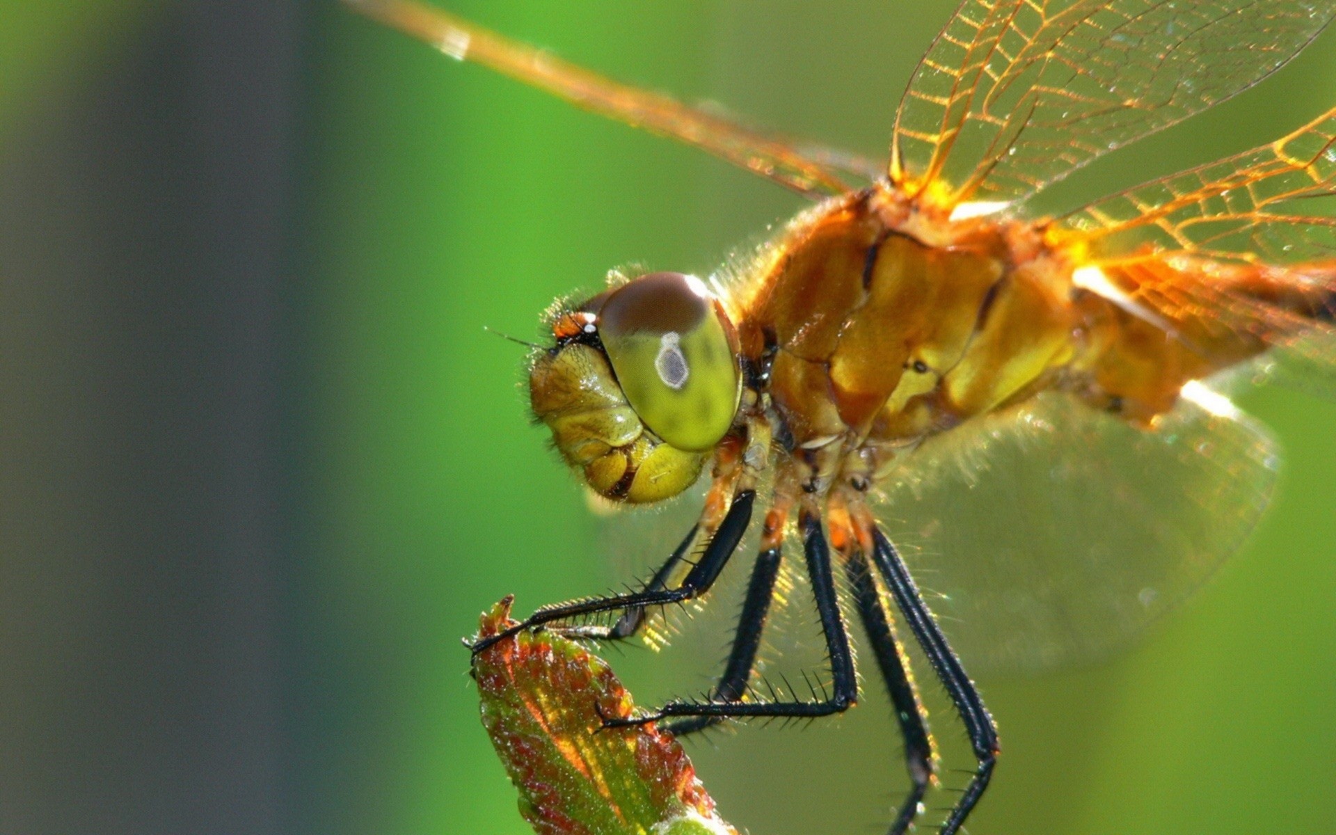 insetti insetto libellula ragno fauna selvatica invertebrati animale natura selvaggio volare primo piano