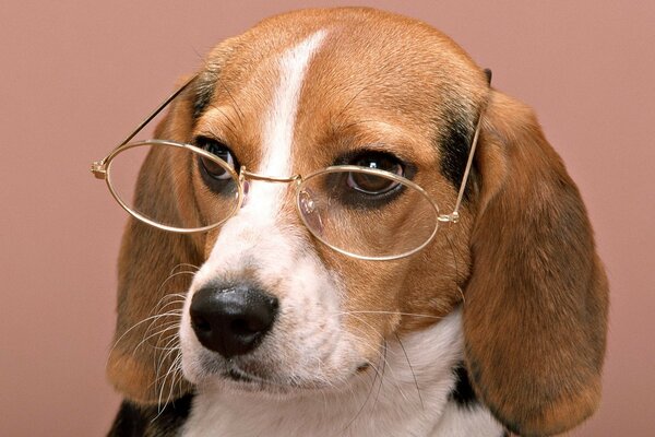 Perro inteligente con gafas