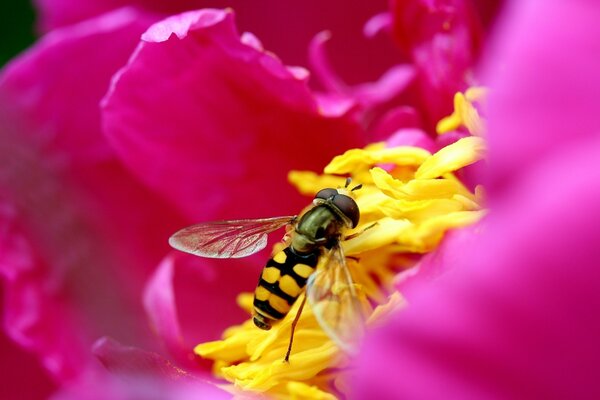 Una abeja en una flor recoge néctar