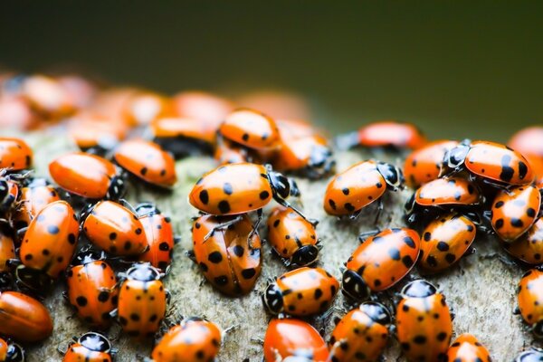 Insect ladybugs in large numbers