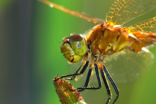 Insect dragonfly of the wild