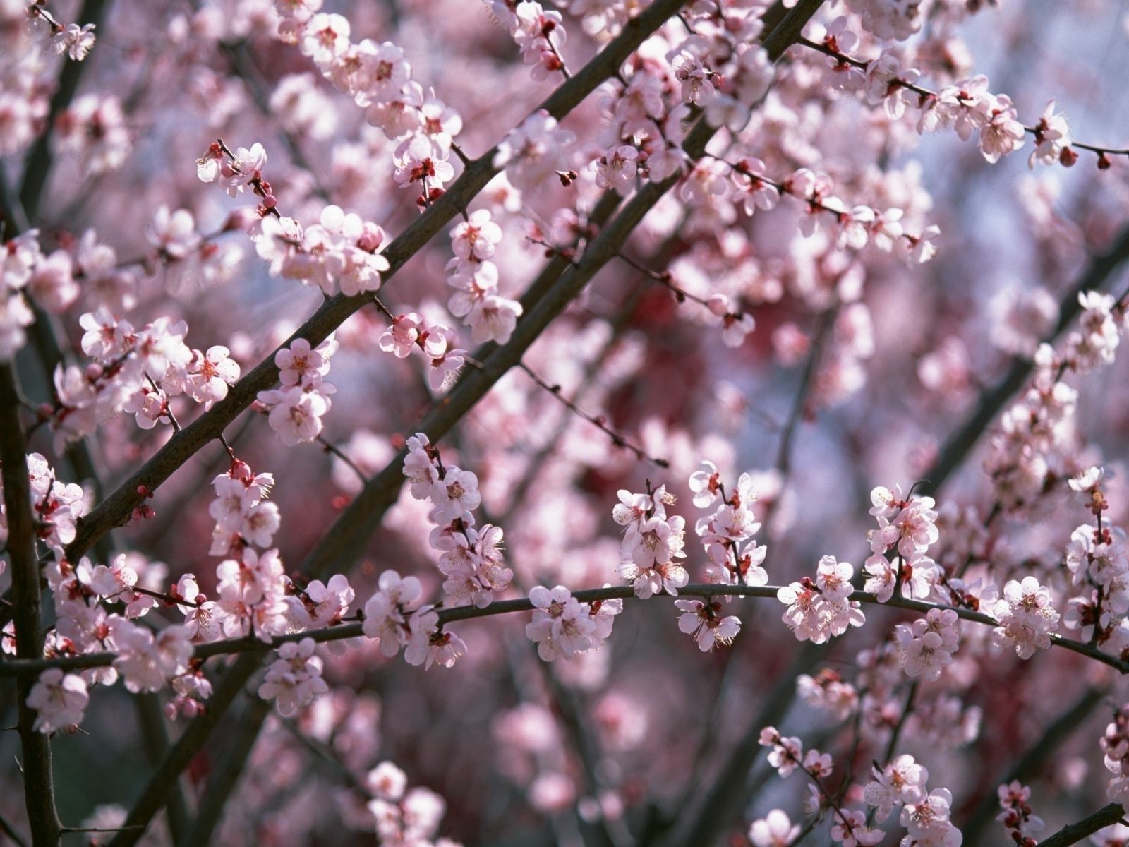 printemps cerise fleur arbre branche nature prune saison flore croissance copain pomme printemps bluming feuille abricot pétale pêche lumineux amande