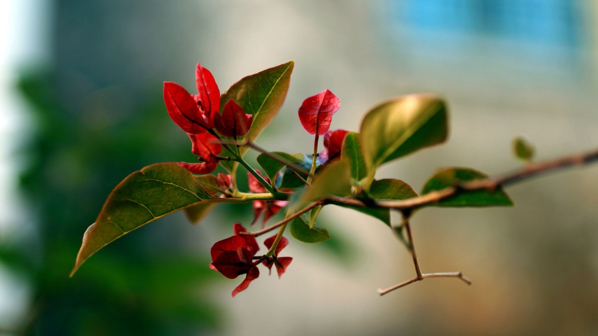 primavera folha natureza flor flora borrão árvore jardim ramo rosa crescimento ao ar livre